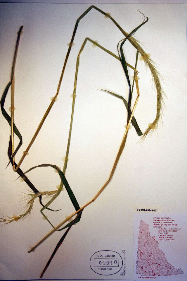 Image of Siberian Wild Rye