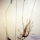 Image of Festuca richardsonii