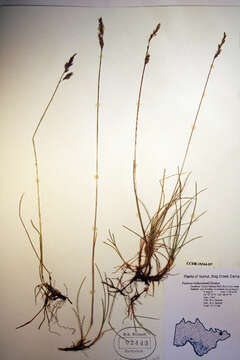 Image of Festuca richardsonii