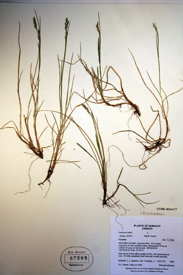 Image de Festuca richardsonii