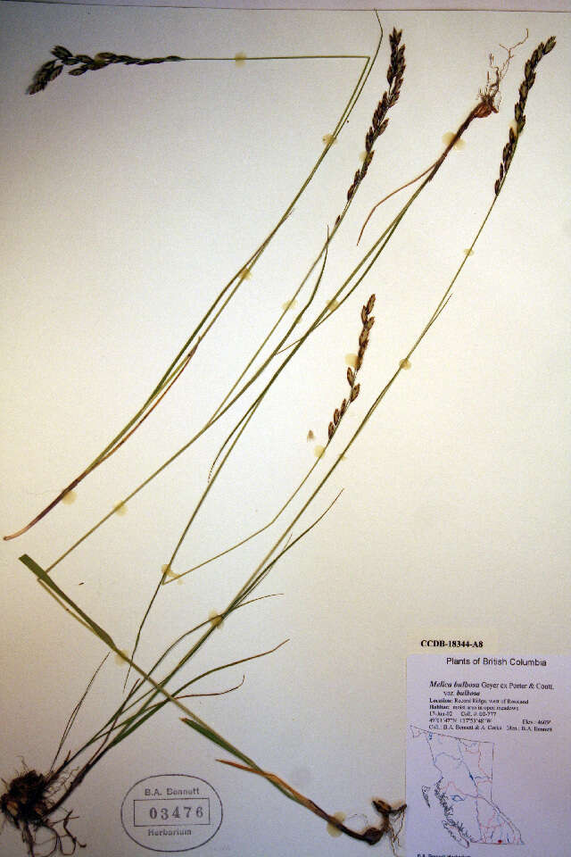 Image de Melica bulbosa Porter & J. M. Coult.