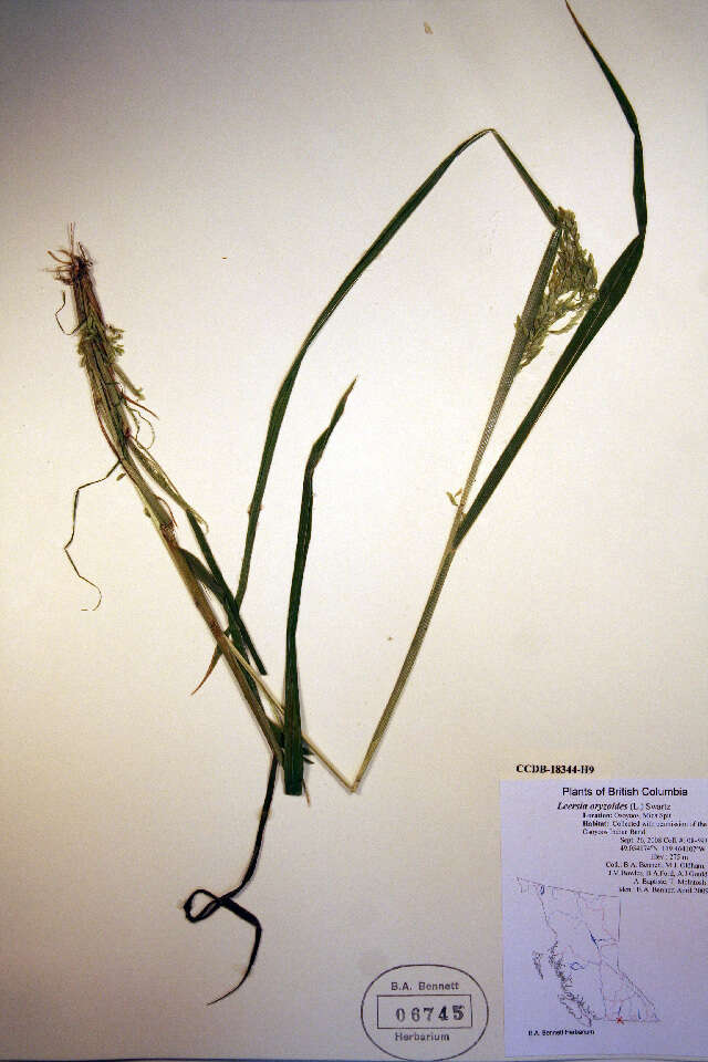 Image of Cut-grass