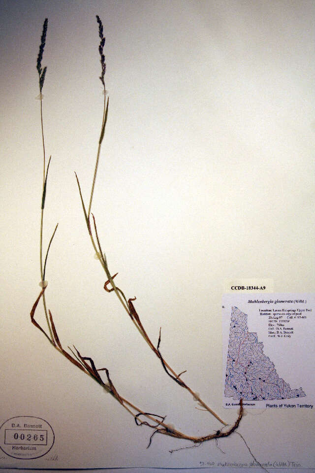 Image de Muhlenbergia glomerata (Willd.) Trin.