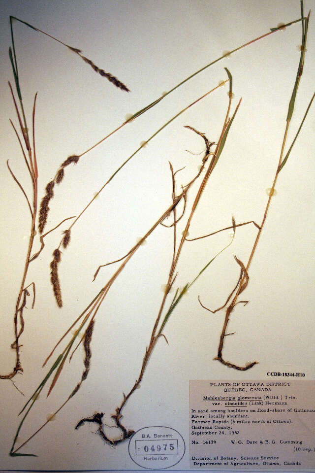 Image de Muhlenbergia glomerata (Willd.) Trin.