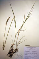 Elymus smithii (Rydb.) Gould的圖片