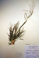 Image of Panicum tuckermanii