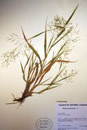 Image of Panicum gattingeri