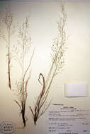 Image of wiry panicgrass