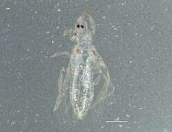 Image of Scolothrips