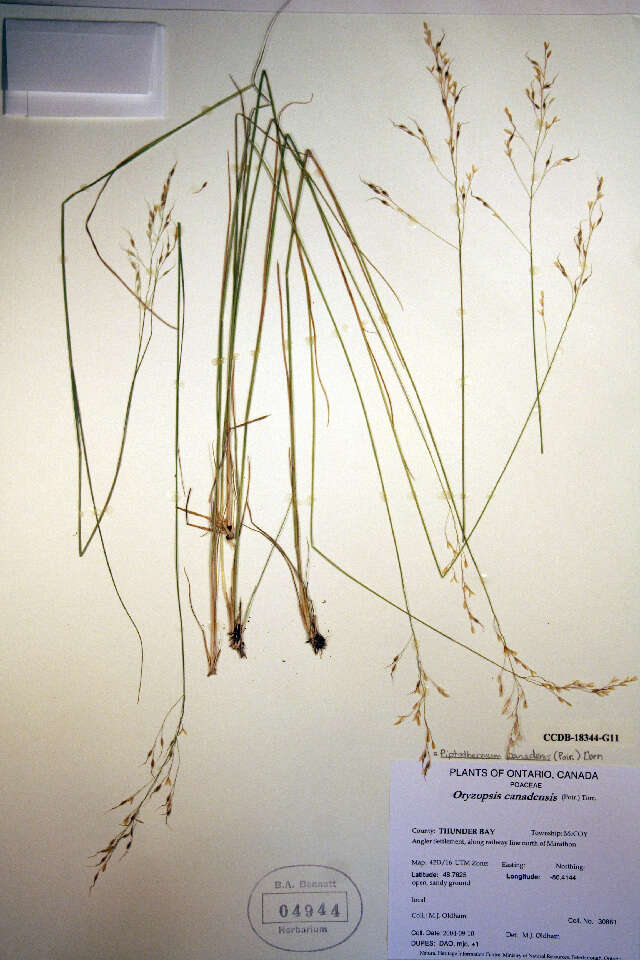 Plancia ëd Piptatheropsis canadensis (Poir.) Romasch., P. M. Peterson & Soreng