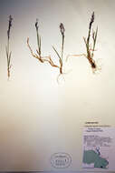 Image de Agrostis humilis Vasey