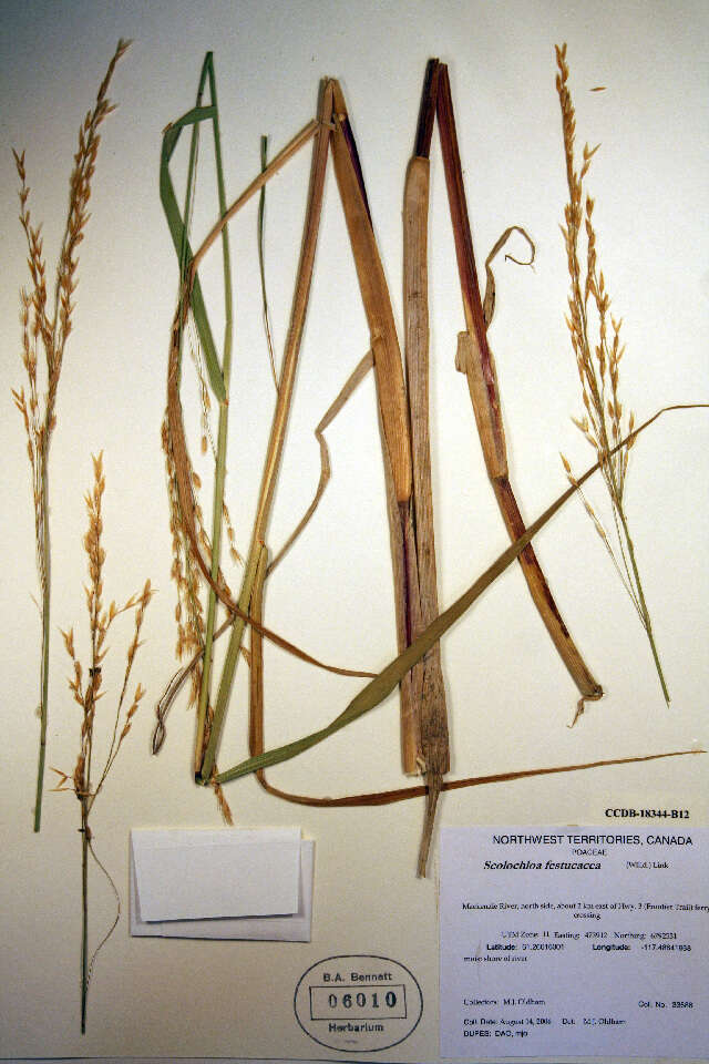 Image of rivergrass