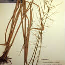 Image of annual wildrice