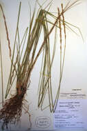 Image of tall wheatgrass