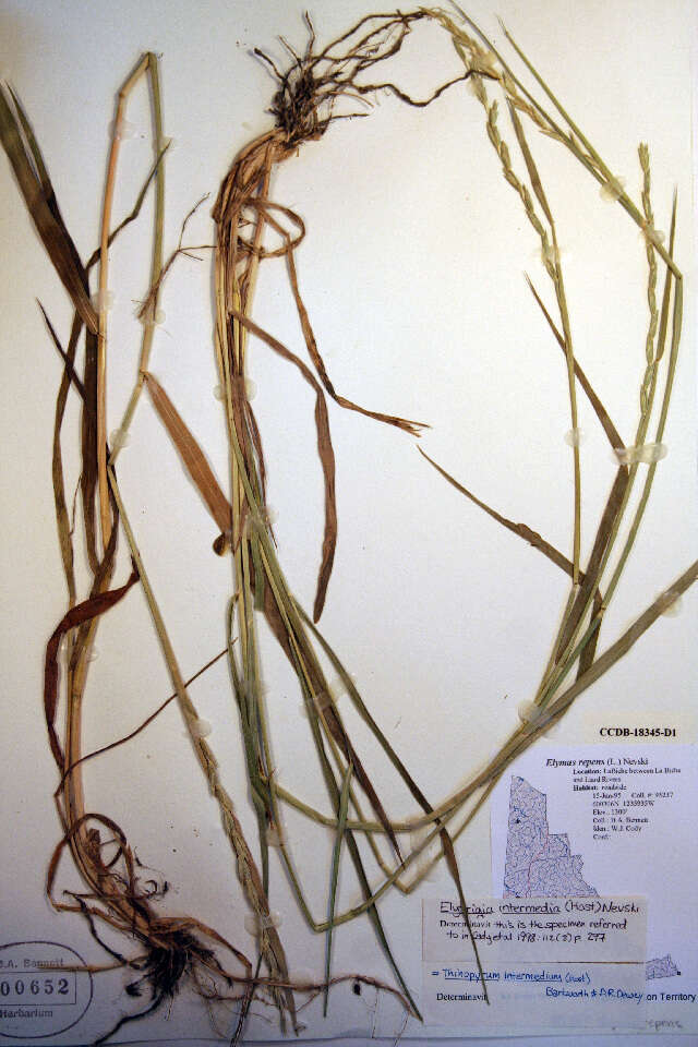 Sivun Thinopyrum intermedium (Host) Barkworth & D. R. Dewey kuva