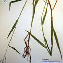 Image of Torreyochloa pauciflora