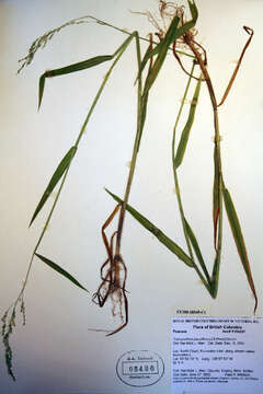 Image of Torreyochloa pauciflora