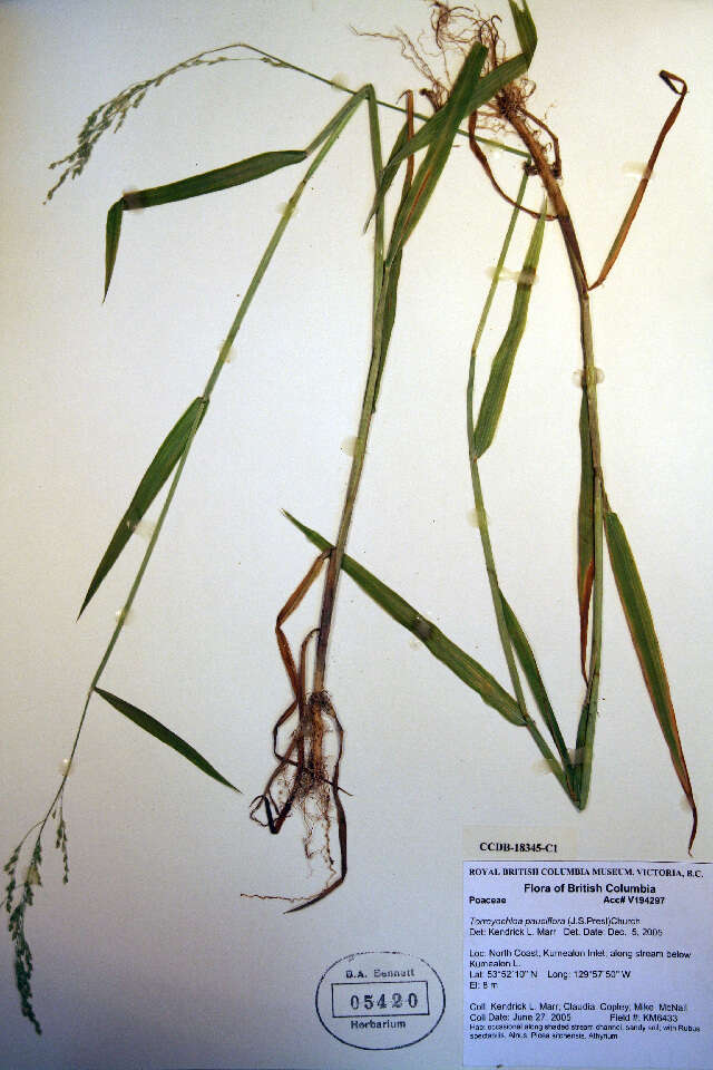 Imagem de Torreyochloa pauciflora