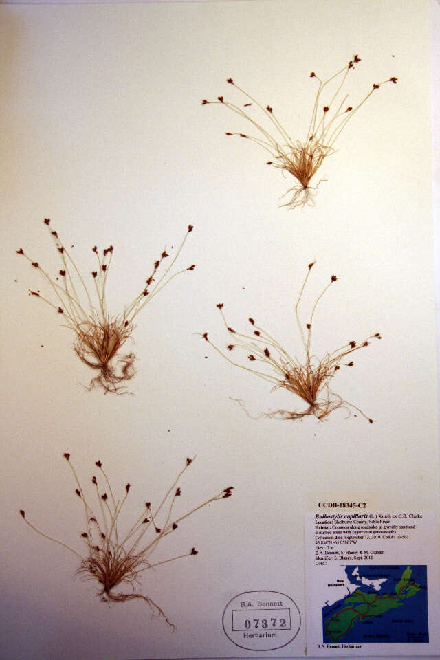 Sivun Bulbostylis capillaris (L.) Kunth ex C. B. Clarke kuva