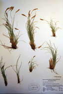 Слика од Carex anthoxanthea J. Presl & C. Presl