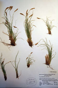 Image of Grassy-Slope Arctic Sedge