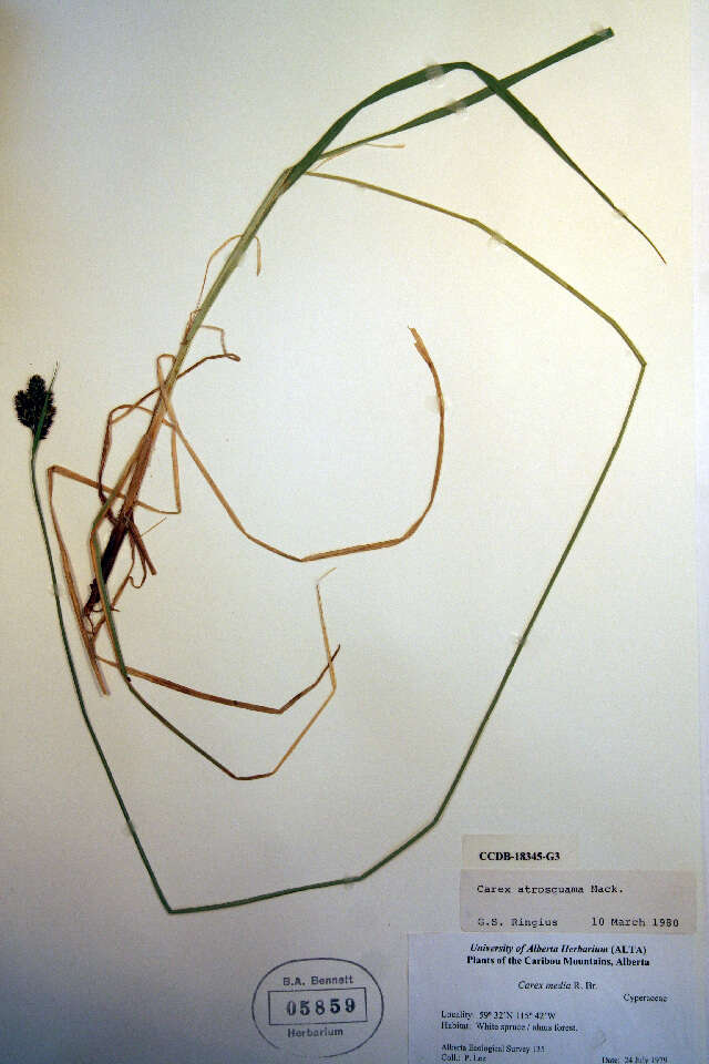 Image of Lesser Black-Scale Sedge