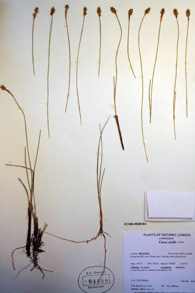 Image of Coastal sedge