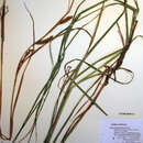 Image of smoothcone sedge