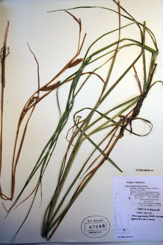 Image of Smooth-Cone Sedge