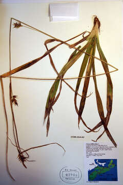 Image of Northern Long Sedge