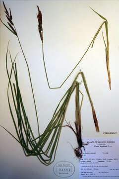 Image of Cloud sedge