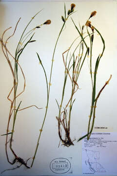 Image of Alaska Long-Awn Sedge