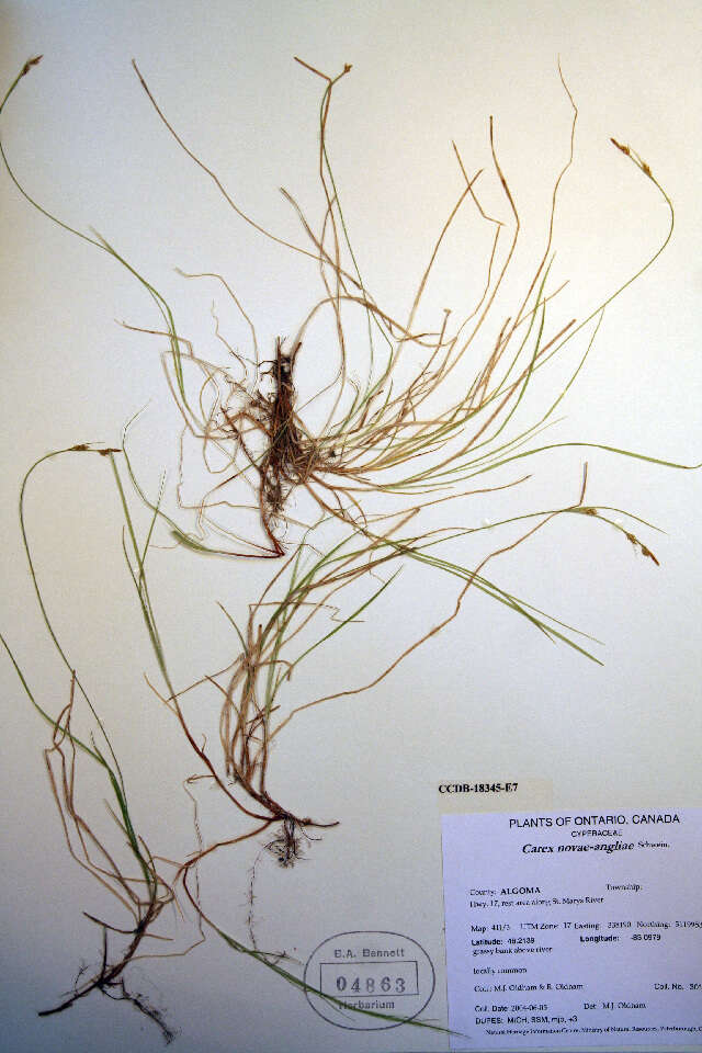 Image of New England sedge