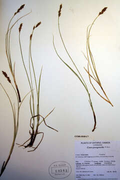 Image of clustered field sedge