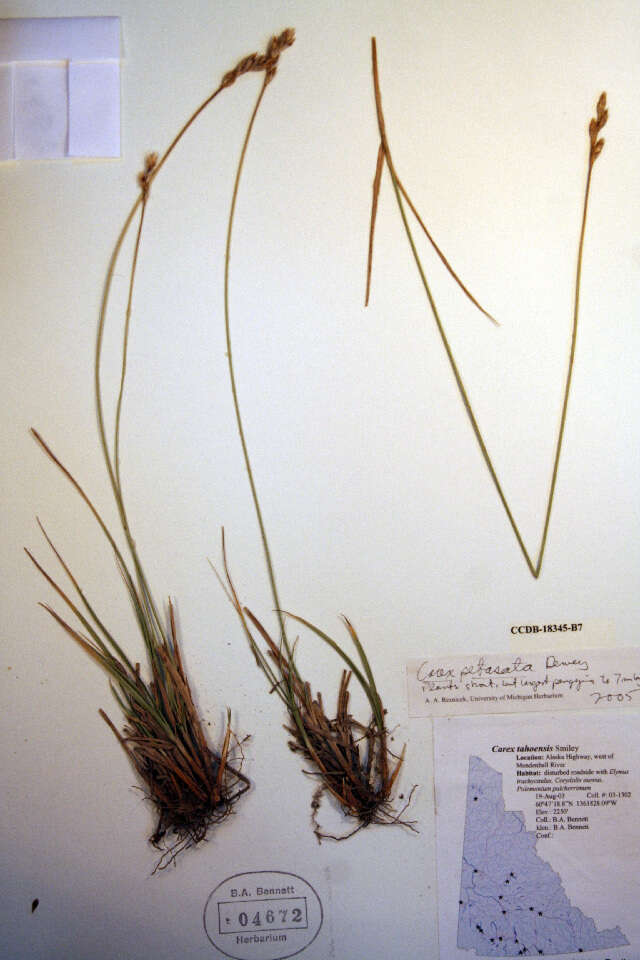 Image of Liddon sedge