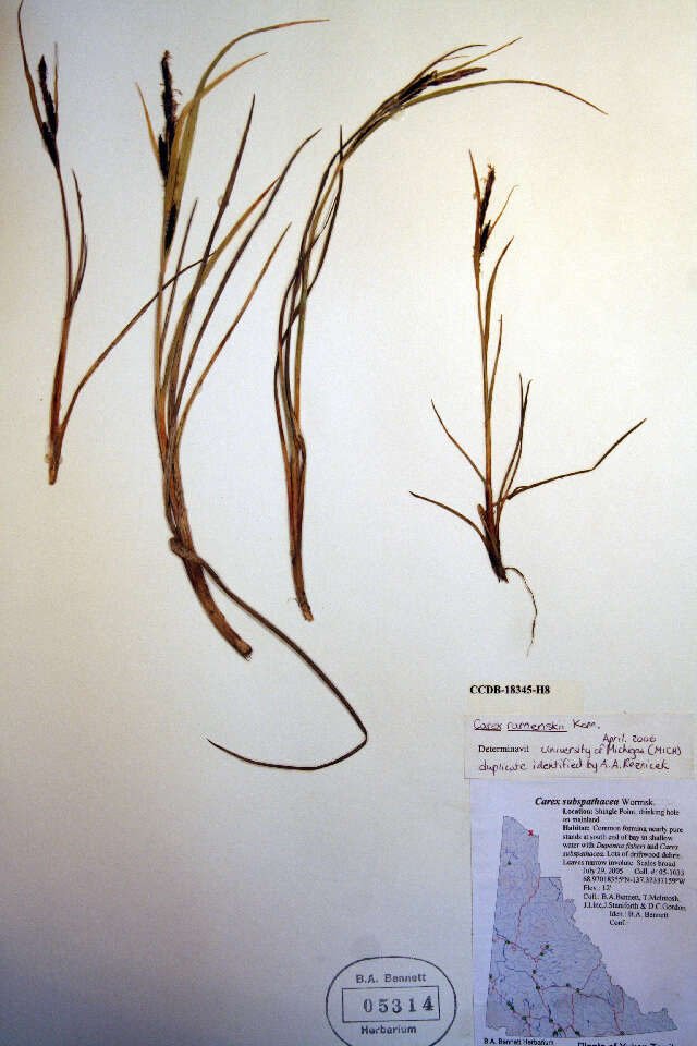 Image of Ramensk's Sedge