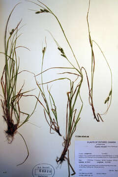 Image of Swan's sedge