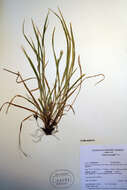 Image of pretty sedge