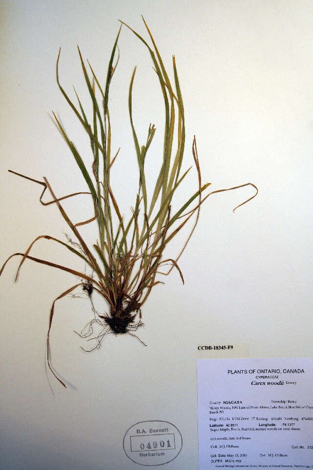 Image of pretty sedge