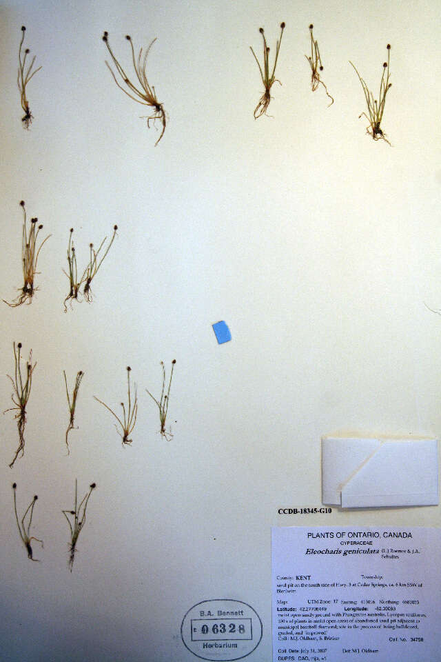 Plancia ëd Eleocharis geniculata (L.) Roem. & Schult.