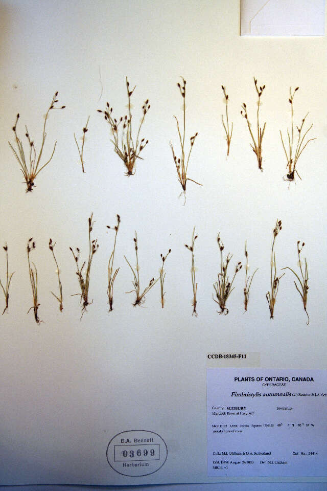 Слика од Fimbristylis autumnalis (L.) Roem. & Schult.