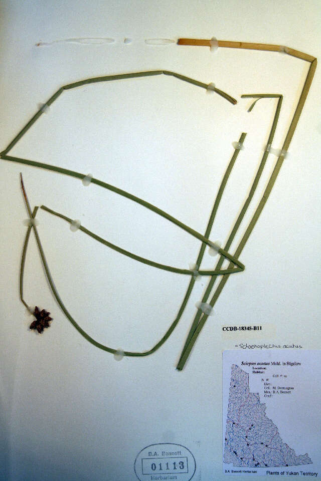 Sivun Schoenoplectus acutus (Muhl. ex Bigelow) Á. Löve & D. Löve kuva