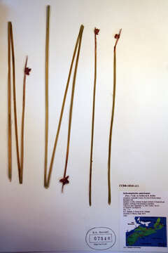 Image of American bulrush