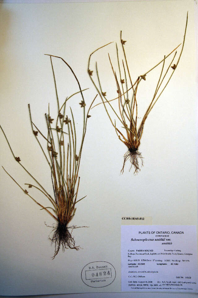 Image of Schoenoplectiella smithii