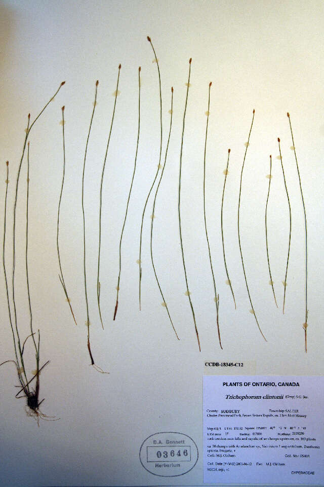 Plancia ëd Trichophorum clintonii (A. Gray) S. G. Sm.