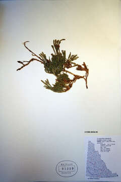 Image of Alpine Creeping-Cedar