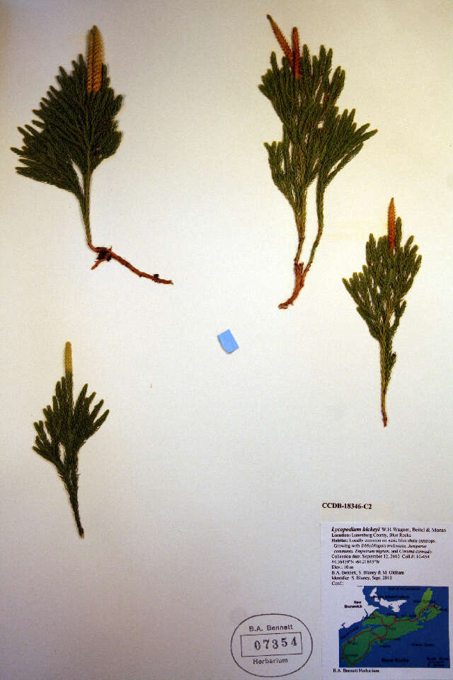 Imagem de Dendrolycopodium hickeyi (W. H. Wagner, Beitel & R. C. Moran) A. Haines