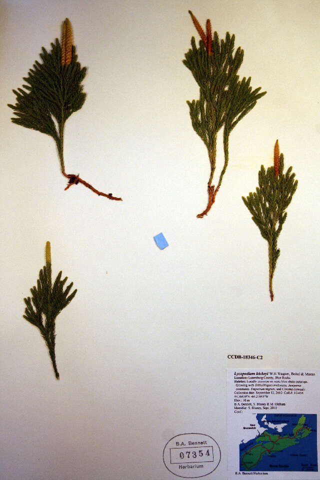 Image of Pennsylvania clubmoss