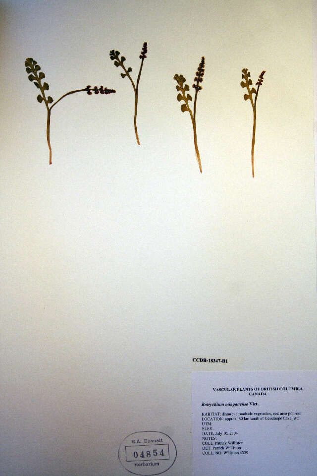 Image of Mingan moonwort