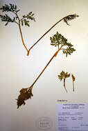 Image of Polypodiopsida